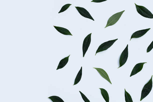 istock Kariyat or Andrographis paniculata green leaves on white background. 1301864878