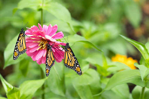 Three monarch butterflies resting on a zinnia