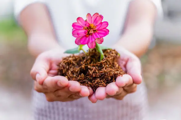 Earth day and ecology concept. Pink flower of plant at seedling are growing on woman hands in fertile soil to waiting the planted.