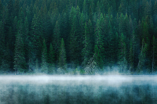 Misty pine trees forest  near a lake landscape stock photo