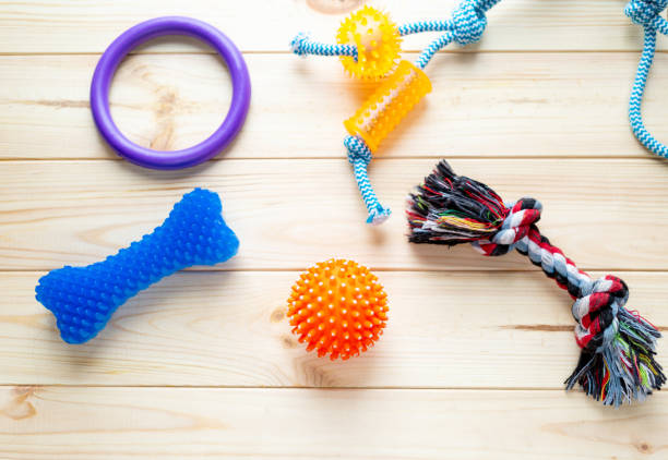 Different multicolored pet care accessories: ring, bones, leash, collar, balls on wooden background. Rubber and textile accessories for dogs. Top view, flat lay. Copy space