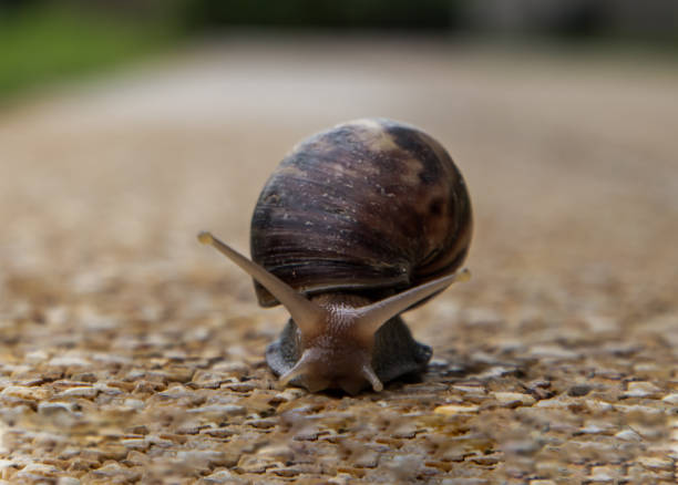 крупным планом темная улитка ачатина с коричневой полосатой оболочкой ползает по каменному полу. - snail slimy boredom cute стоковые фото и изображения