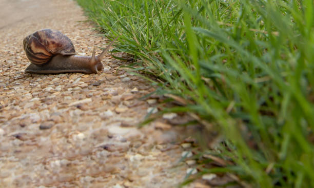 A snail slowly crawls over rocky ground scattered with small petals and leaves