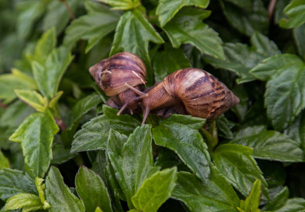 крупным планом две темные улитки ачатина с коричневой полосатой оболочкой ползет по зеленому кусту. - snail slimy boredom cute стоковые фото и изображения