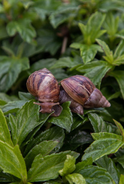 две темные улитки ачатина с коричневой полосатой оболочкой ползают по зеленому кусту. - snail slimy boredom cute стоковые фото и изображения