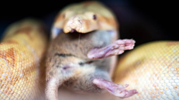High quality photo of an albino boa constrictor swallowing the rat it is eating stock photo