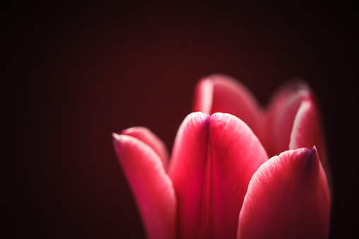 Close up of a tulip flower