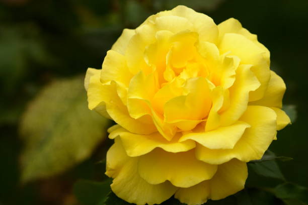 istock Yellow floribunda Rose 1301881605