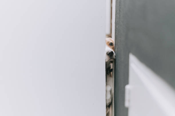 istock a beagle trying to squeeze himself out from the open space from the front gate curiosity 1301883365