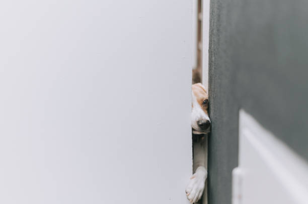 istock a beagle trying to squeeze himself out from the open space from the front gate curiosity 1301883366