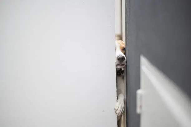 Photo of a beagle trying to squeeze himself out from the open space from the front gate curiosity