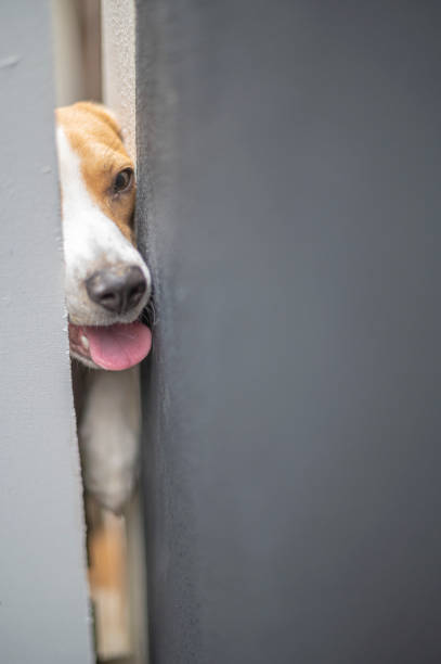 istock a beagle trying to squeeze himself out from the open space from the front gate curiosity 1301883369