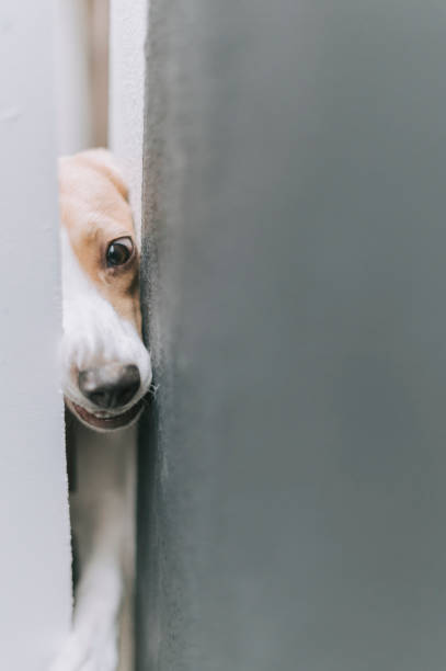 istock a beagle trying to squeeze himself out from the open space from the front gate curiosity 1301883371