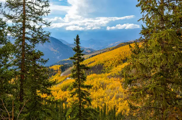 Colorado aspens show off their colors for about 3 weeks each autumn (fall). They go through the colors quickly so being where they are at the right time requires a little luck. Cold weather and high wind can end the color passage very quickly.