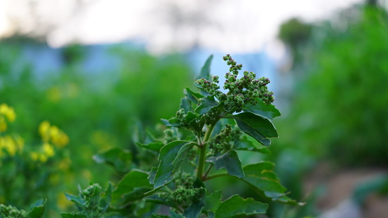 Chenopodium berlandieri or Pitseed Goosefoot plant leaves with attractive green leaves. Beautiful Bhabra plant leaves uses in vegetables.