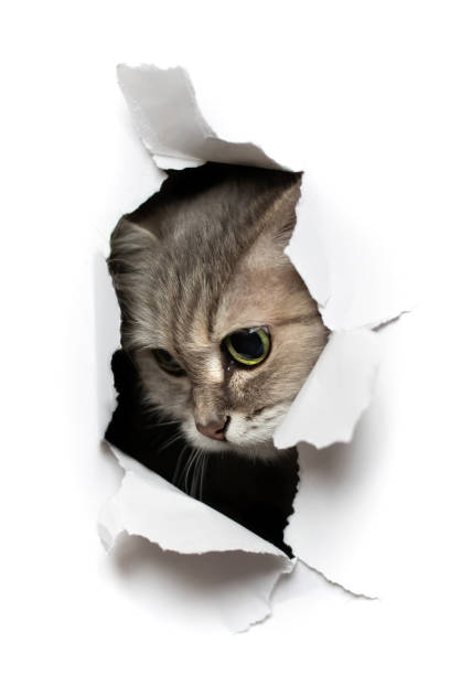 istock Cat looks into the torn hole 1301890550