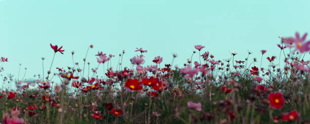 field of flowers, panorama