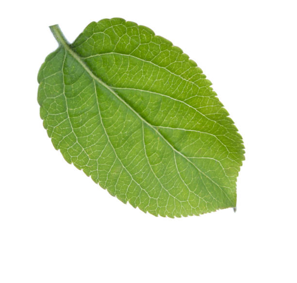 istock Young green leaf of Apple tree isolated on white background. 1301895433