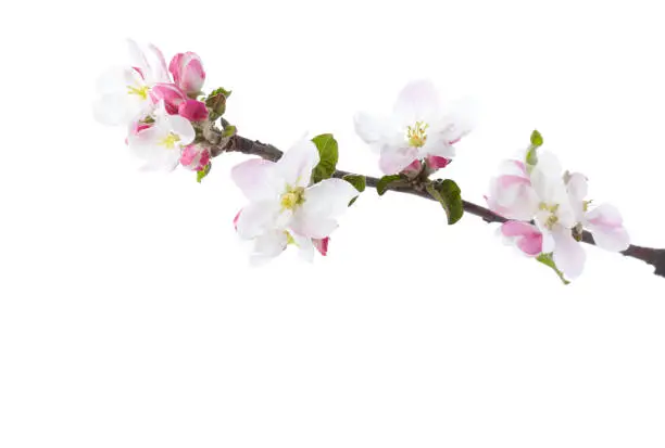 Photo of Blossoming branch of Apple tree isolated on white background.