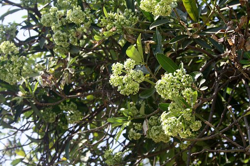 Blackboard tree (Alstonia scholaris), also known as devil's tree in English, is an evergreen tropical tree in the family Apocynaceae. Native to southern China, tropical Asia and Australasia, upper side of its leaves are glossy, while the underside is grayish. Flowers bloom in October and are very fragrant.
