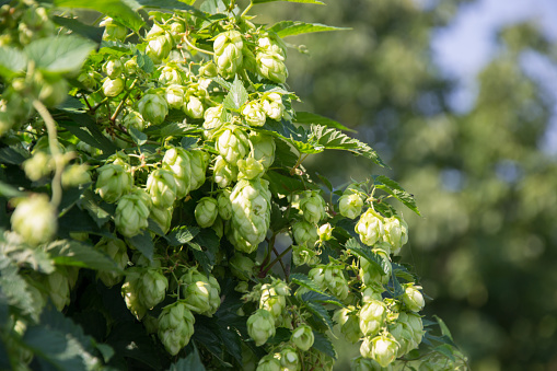 Ingredient for brewing beer, fresh green hop cones with green leaves, natural background