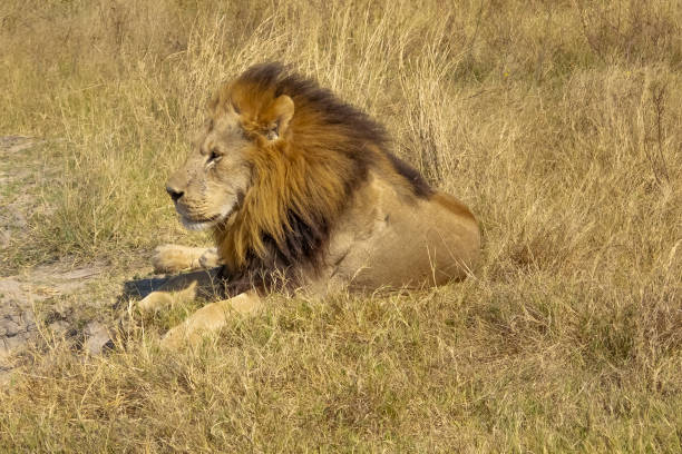 istock Lion in Chobe National Park 1301897135