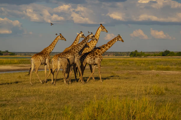 Giraffes in  Chobe National Park