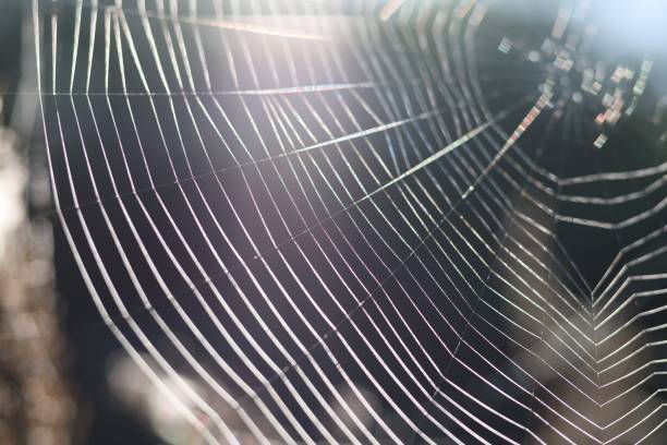 istock Transparent web in summer morning close-up 1301898260