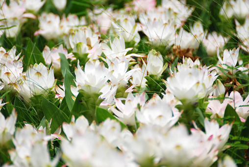 Nature scene of blooming white siam tulip flowers or Curcuma Sparganifolia field - park and gardens