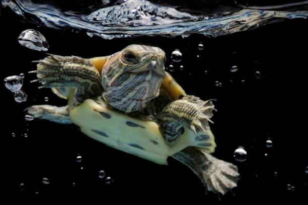 istock smiling red eared brazilian turtle 1301898412