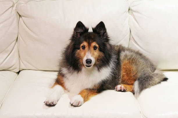istock Cute shetland sheepdog sitting on the couch. 1301899640
