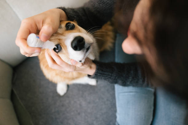 istock Dog grooming: eyedropper for a corgi 1301901142