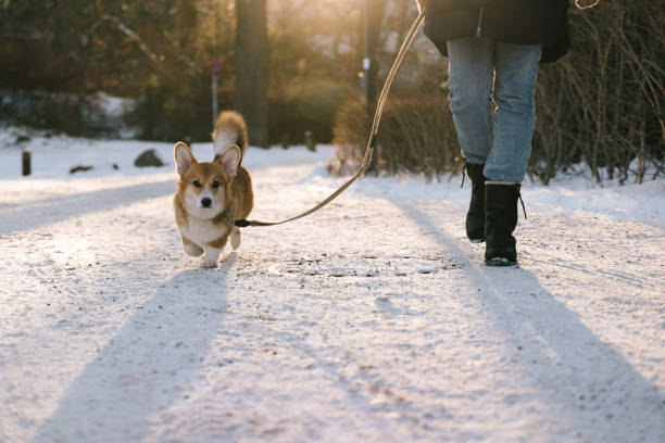 perro caminando con un corgi en la nieve de invierno - foto de stock