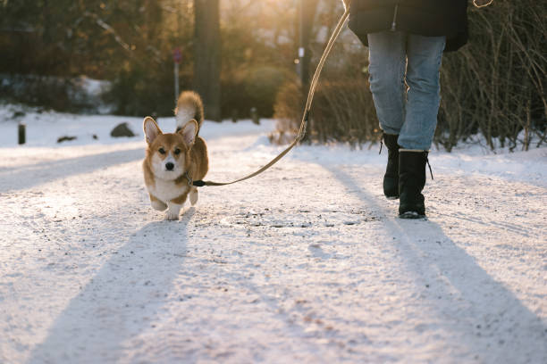 dog walking with a corgi in winter snow stock photo