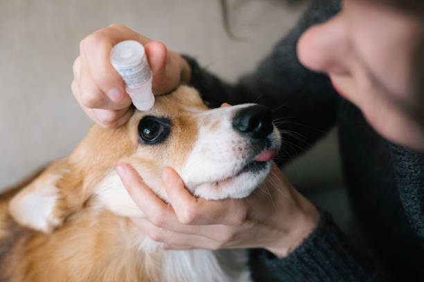 istock Dog grooming: eyedropper for a corgi 1301901187