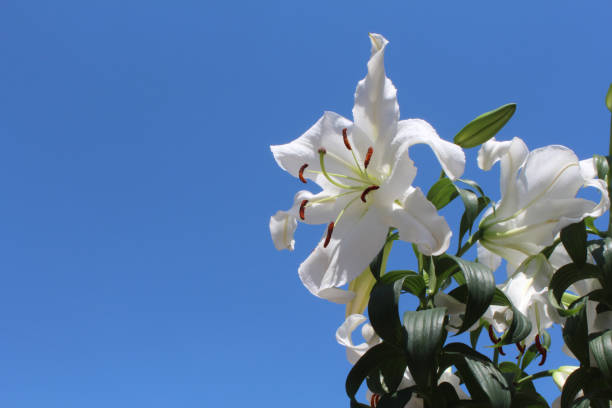 istock Blue sky and white Casablanca lily flowers. 1301901240