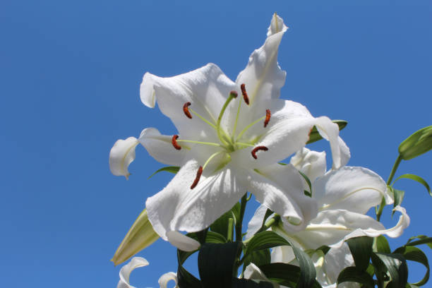 istock Blue sky and white Casablanca lily flowers. 1301901457
