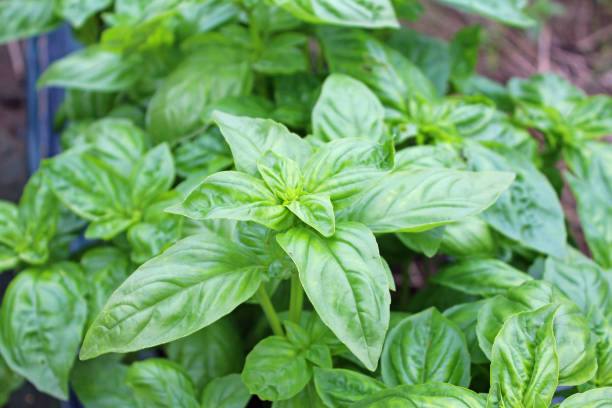 istock Growing basil in the vegetable garden. 1301903566