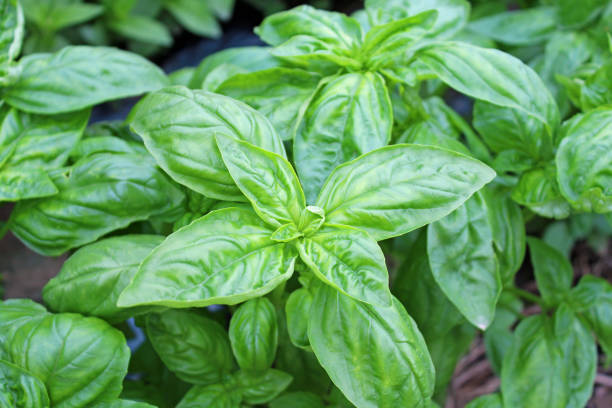 istock Growing basil in the vegetable garden. 1301903567