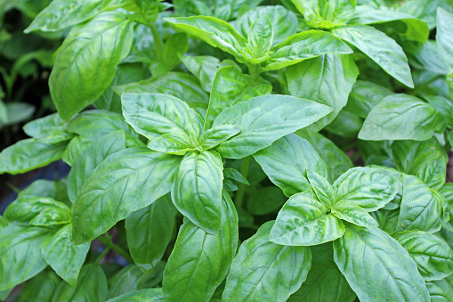 Fresh basil plant in blue flowerpot isolated on white background