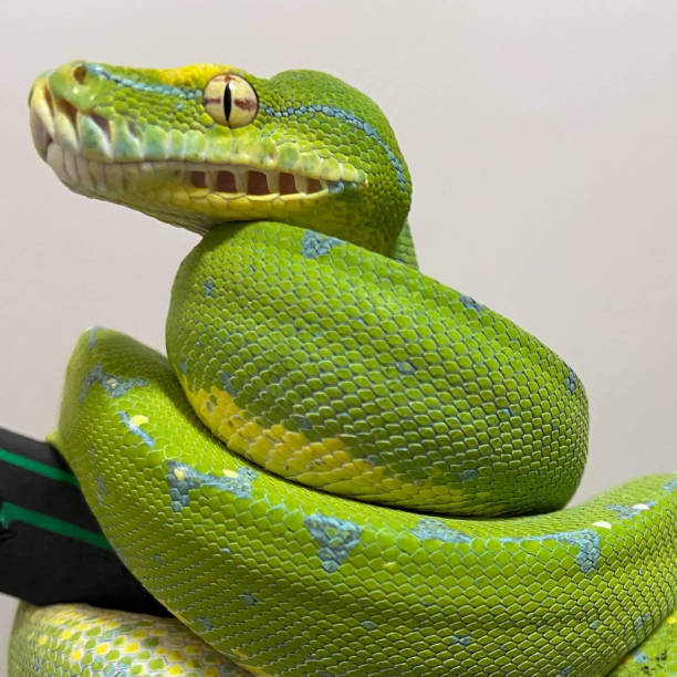 녹색 뱀 - green tree python 뉴스 사진 이미지