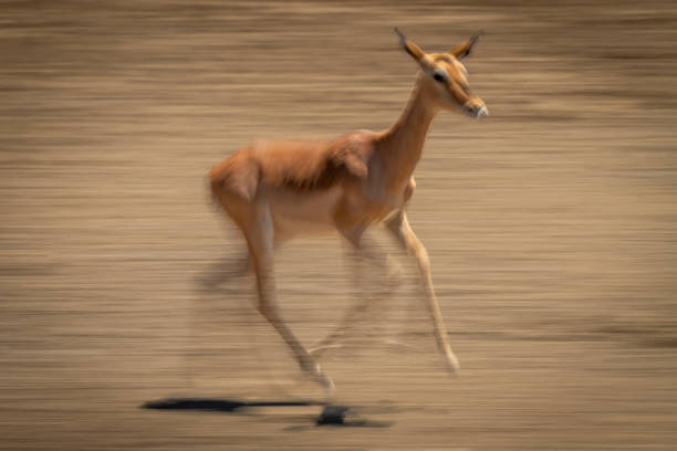 istock Slow pan of female common impala running 1301907378