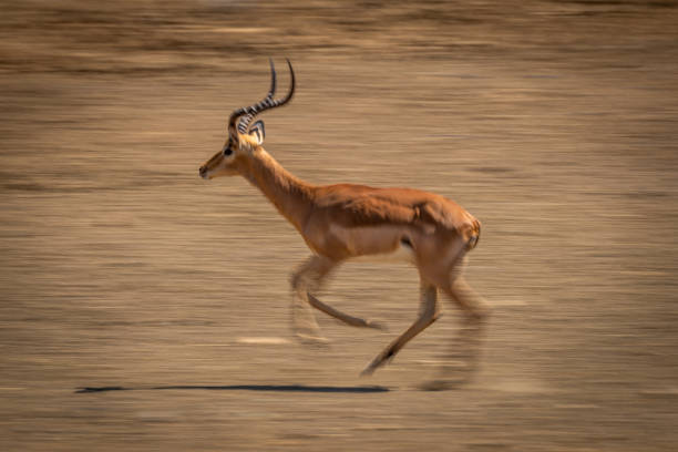 istock Slow pan of cantering male common impala 1301907379