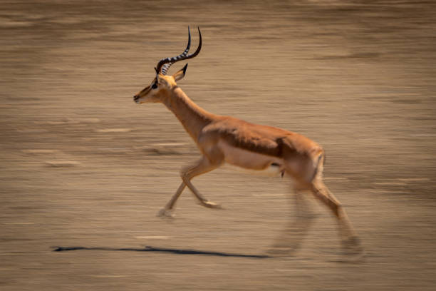 istock Slow pan of running male common impala 1301907429