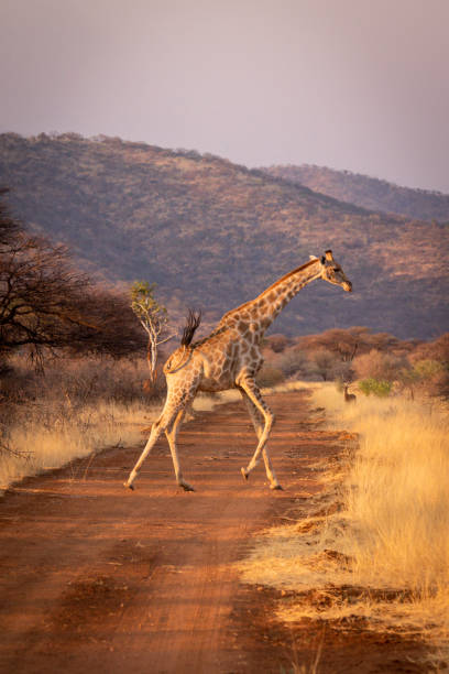 istock Southern giraffe gallops across straight dirt track 1301907439