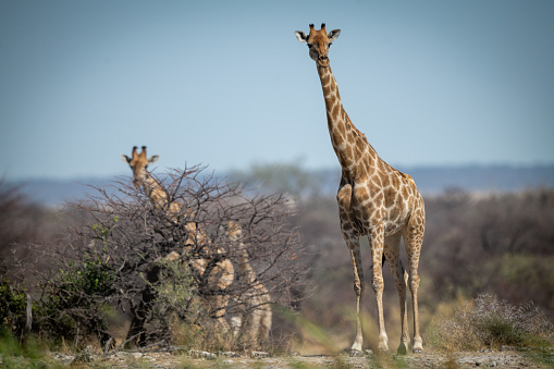 Southern giraffe stands on ridge with others