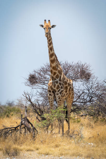 istock Southern giraffe stands in bushes eyeing camera 1301907532