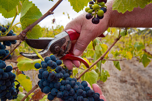 Barossa Valley, South Australia / Australia - Hand harvest of Shiraz winegrapes using secateurs in Australia's Barossa Valley.