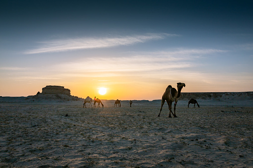 Group of tourists riding camels in Western Sahara Desert, Morocco.