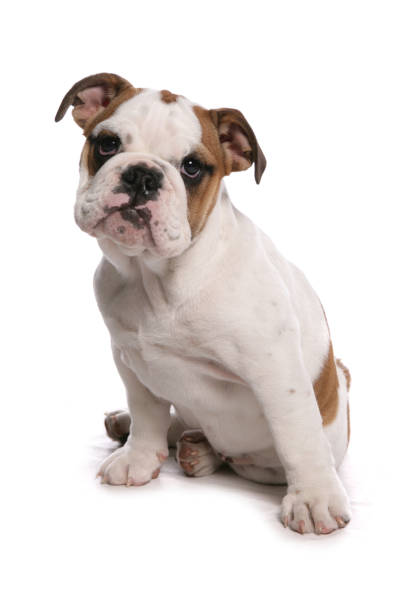 istock Bulldog puppy dog 1301909353